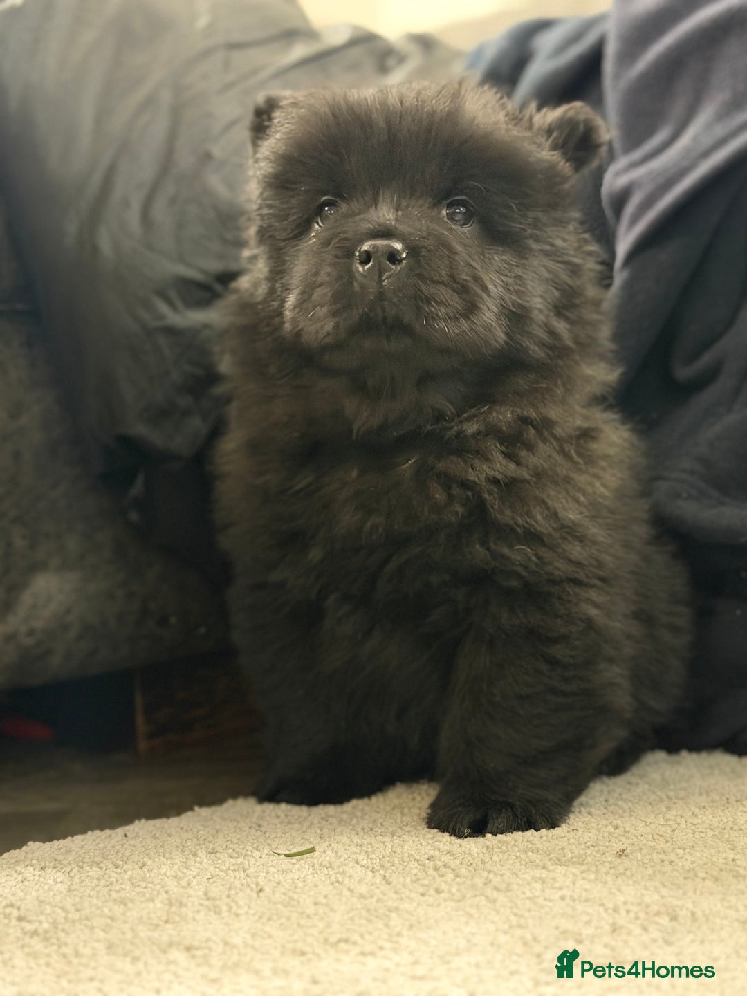 Chow Chow dogs for sale: Ready to go to their new homes.  - Advert 24