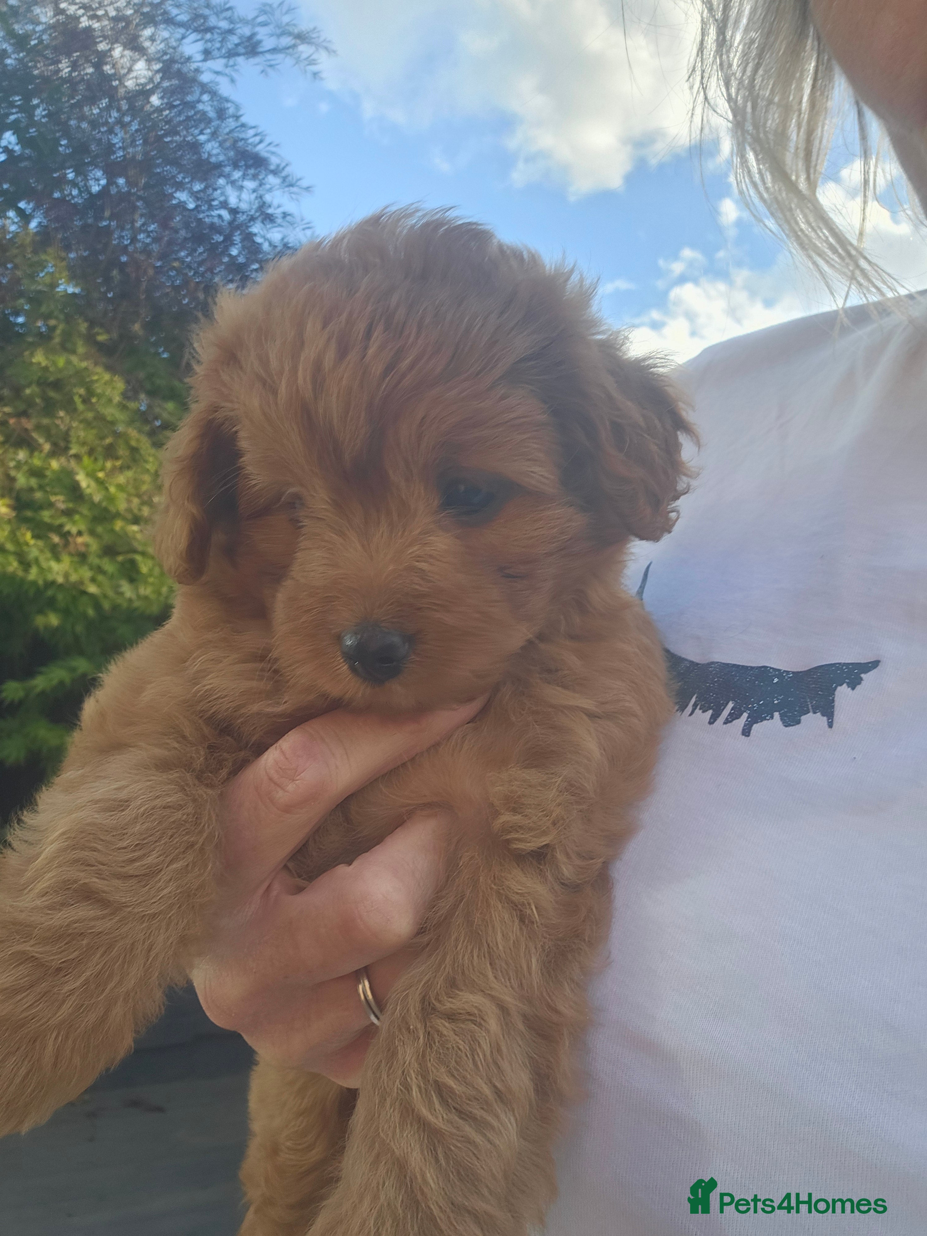 Pomapoo dogs Pompoo puppies for sale  - Advert 2