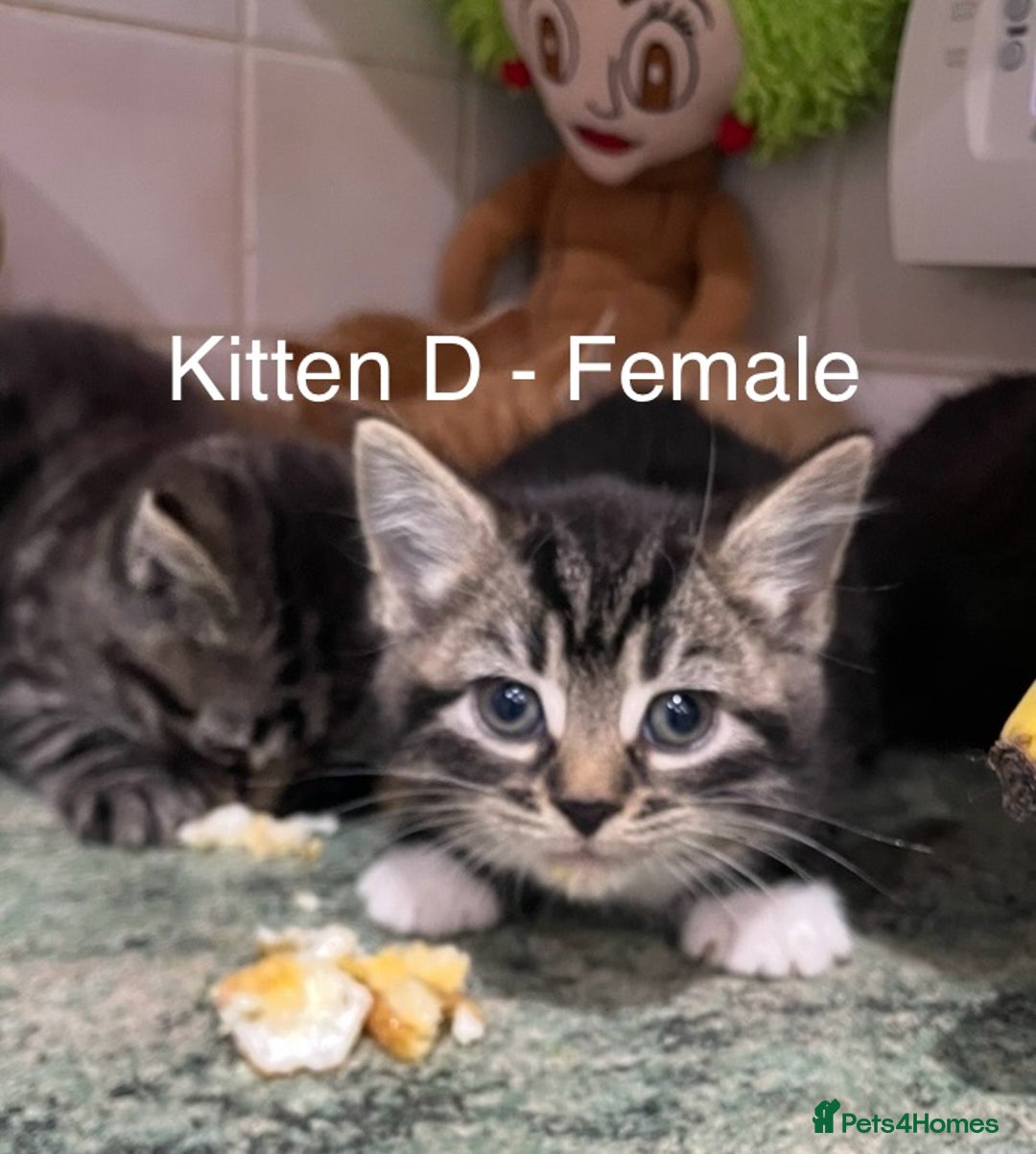 Mixed Breed cats for sale: Beautiful fluffy Russian blue x kittens available  - Advert 5