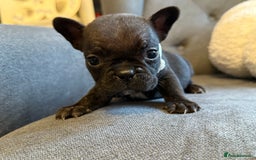 French Bulldog dogs for sale: ✨Stunning Pedigree French Bulldog Puppies✨ - Advert 14