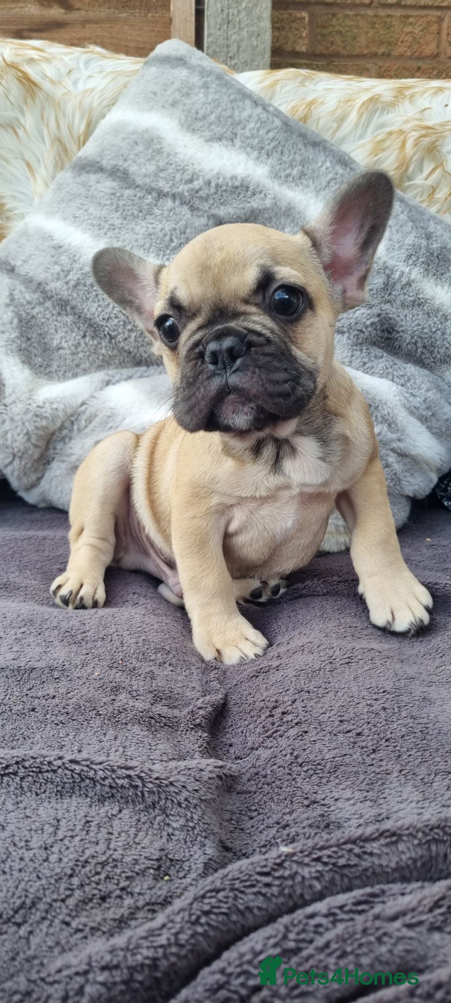 French Bulldog dogs Classic Fawn French bulldog - Advert 21