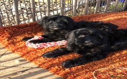 Cockapoo dogs for sale: Beautiful cockapoo f1 puppies - Image 7