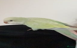 Parrots birds for sale: Hand reared talking and tame Quaker parrot  - Image 2