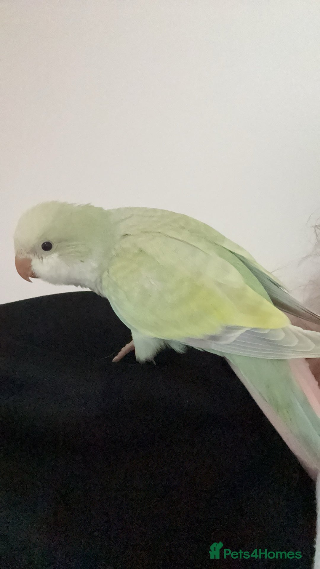 Parrots birds for sale: Hand reared talking and tame Quaker parrot  - Image 2