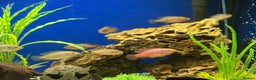 Cichlids fish for sale: Jewel cichlids for new homes - Advert 1