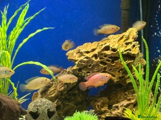 Cichlids fish for sale - Advert 1