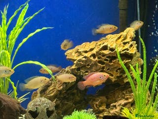 Cichlids fish Jewel cichlids for new homes - Advert 10