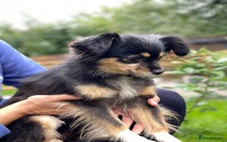 Mixed Breed dogs for adoption: 💖🐶 ELLA 🐶💖 - Image 13