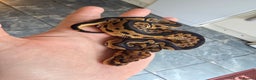 Python Snake reptiles for sale: Royal/ball pythons young to adult - Advert 9