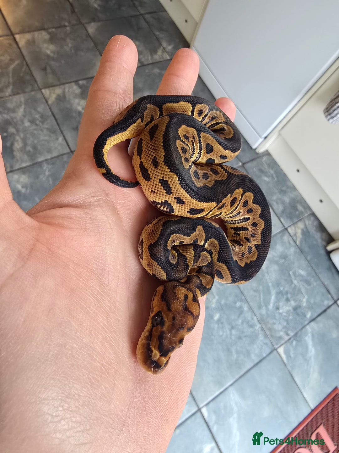 Python Snake reptiles for sale: Royal/ball pythons young to adult - Advert 9