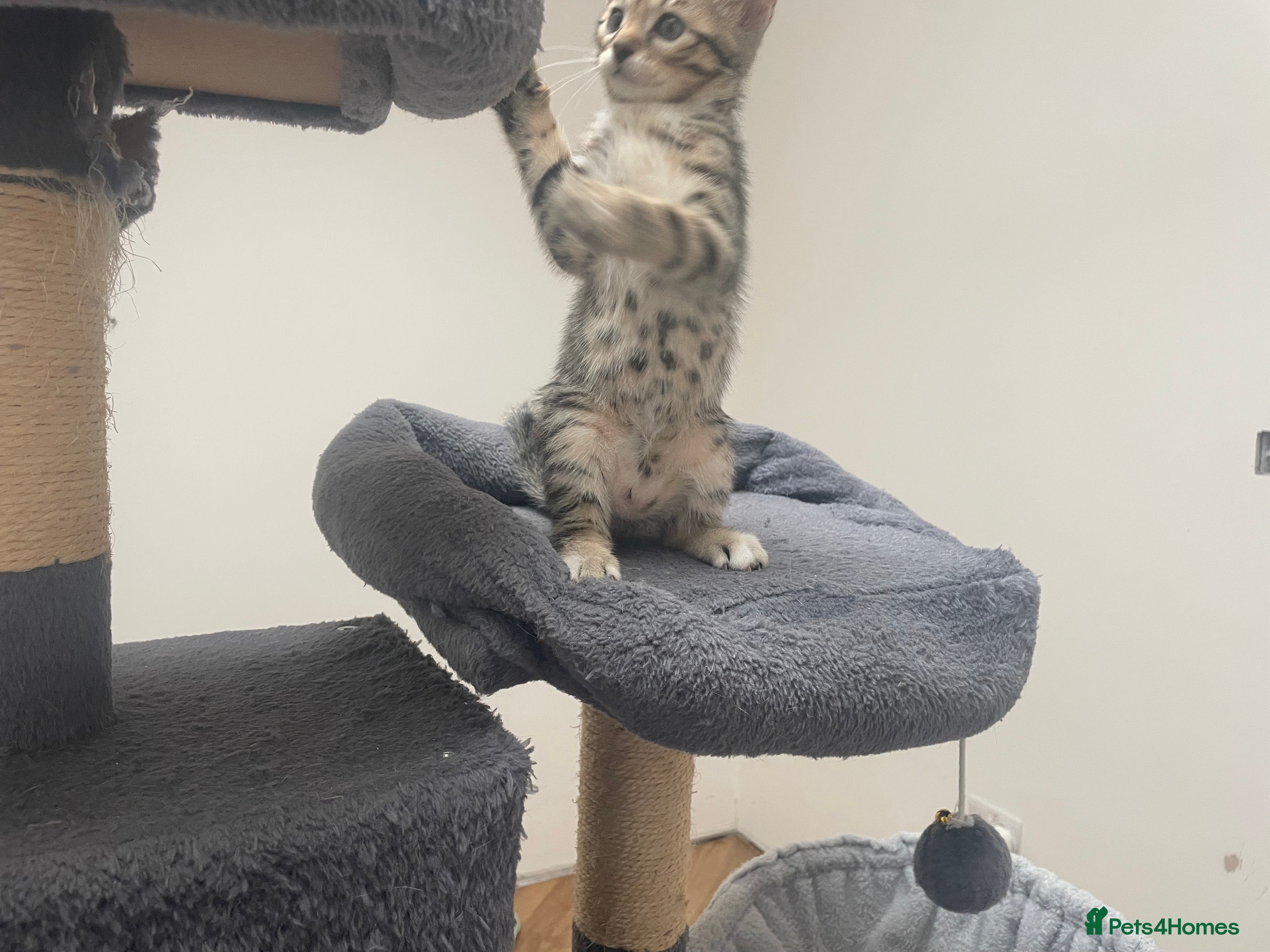 Bengal cats for sale: Bengal X Kittens - Advert 11