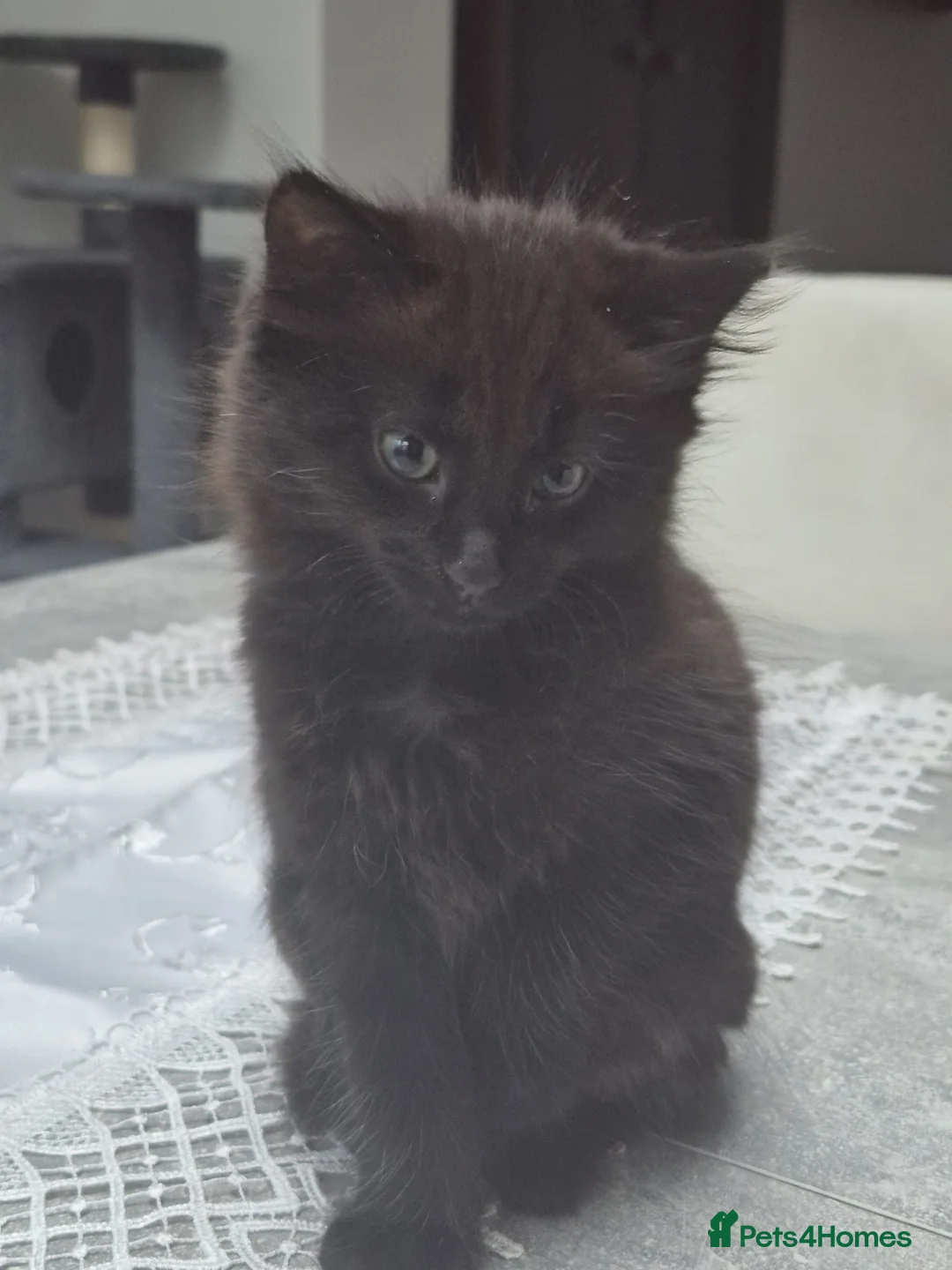 Siberian cats for sale: 1 beautiful Siberian left !!! - Advert 4