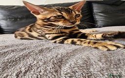 Bengal cats for sale: Bengal kittens  - Image 7