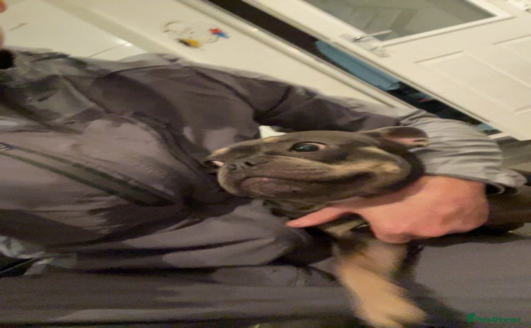 French Bulldog dogs - Advert 3