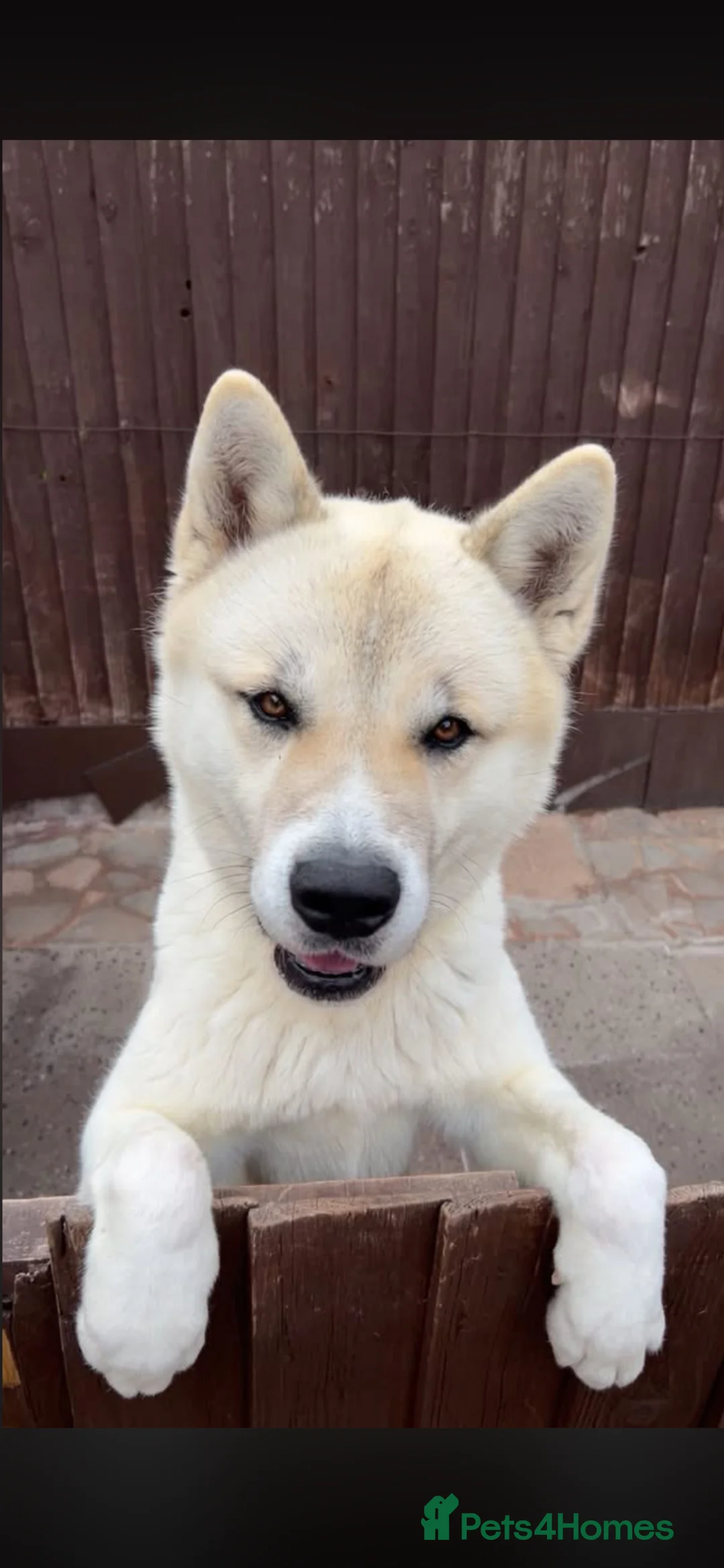 Akita dogs for stud: Stud Dog in Wolverhampton - Advert 4