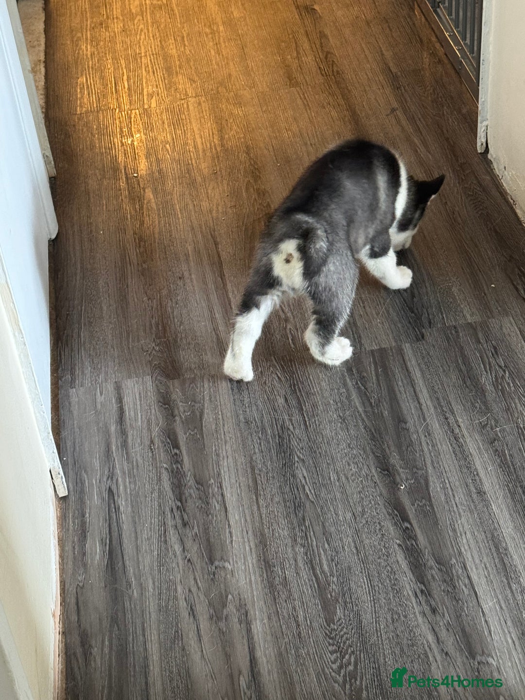 Siberian Husky dogs for sale: Adorable Husky Puppies  - Image 13