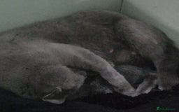 Russian Blue cats for sale: Beautiful full Russian blue kittens  - Image 16