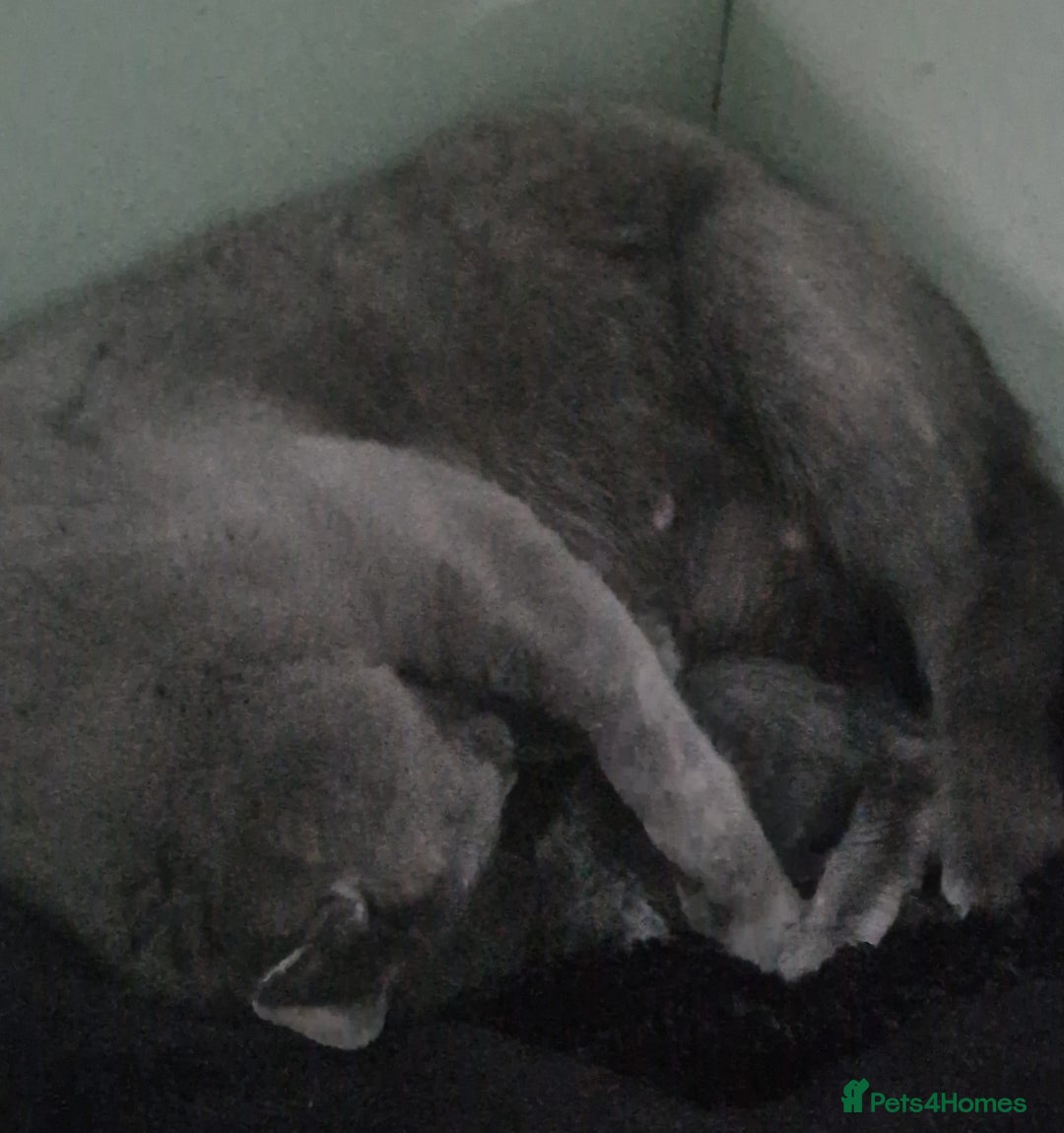 Russian Blue cats for sale: Beautiful full Russian blue kittens  - Image 16