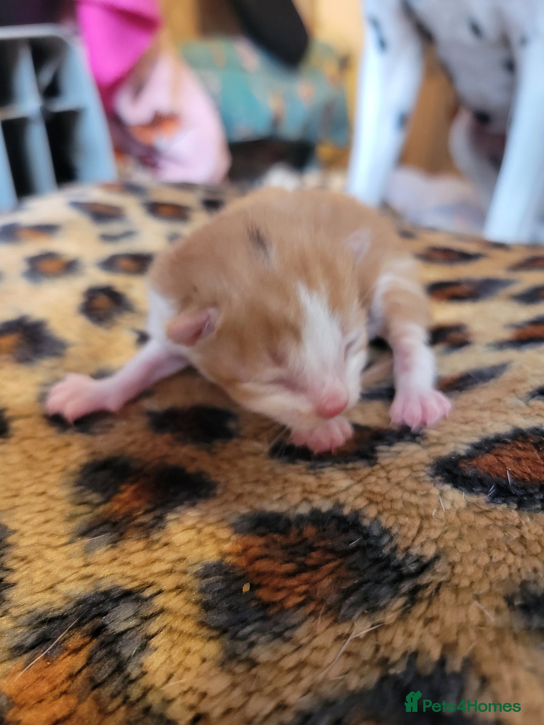 Domestic Shorthair cats for sale: Kittens looking for familys - Image 7