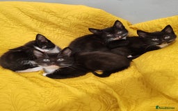 Mixed Breed cats for sale: Beautiful kittens VIDEOS - Image 16