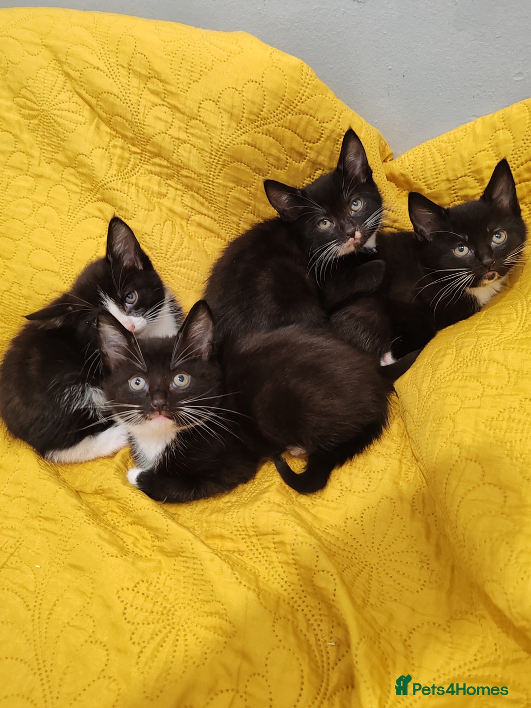 Mixed Breed cats for sale: Beautiful kittens VIDEOS - Image 16