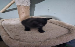 Mixed Breed cats for sale: Mixed kittens ready for their new home - Image 5