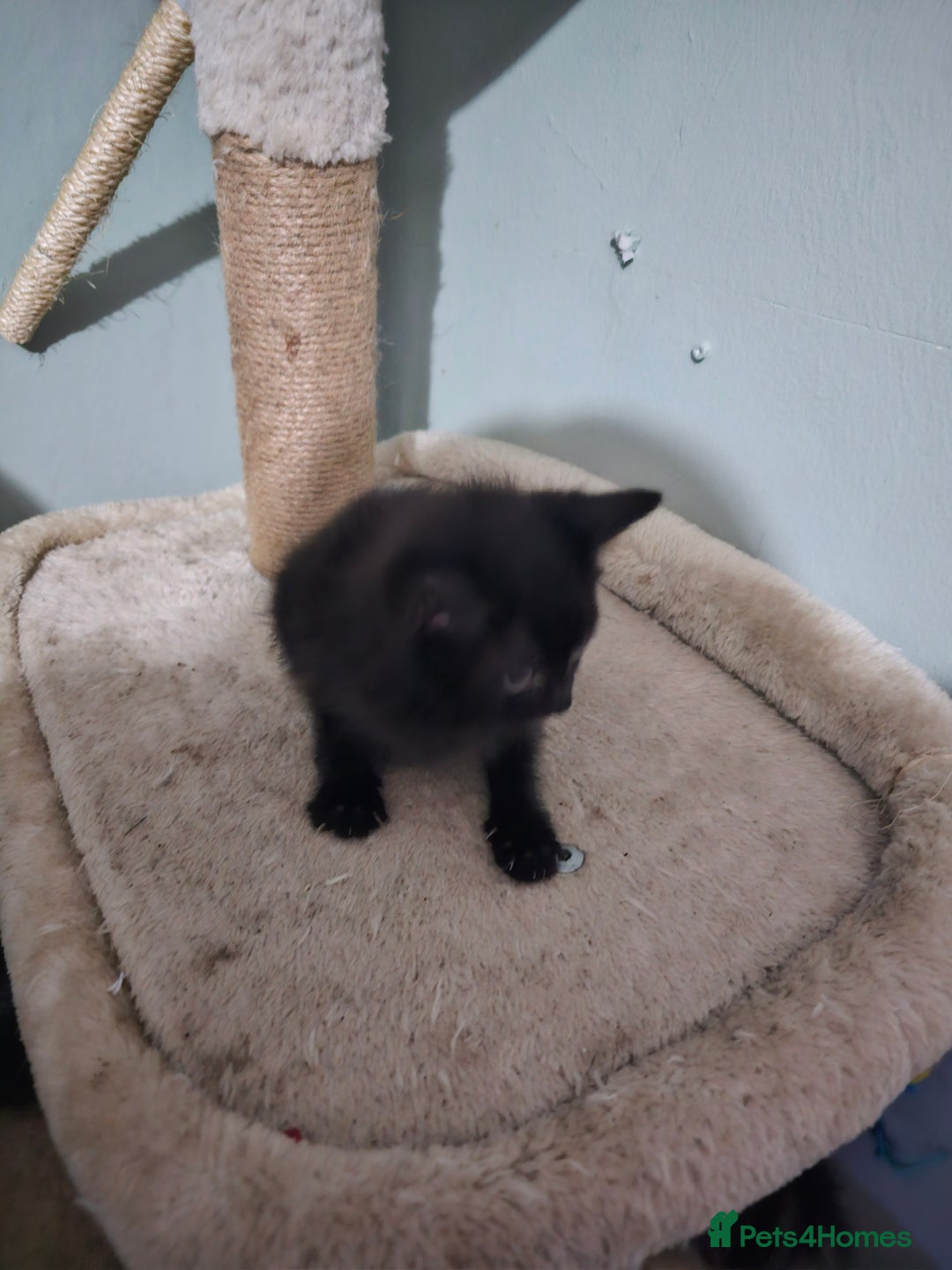 Mixed Breed cats for sale: Mixed kittens ready for their new home - Image 5