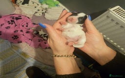 Mi-Ki dogs for sale: Mi-ki beautiful puppies arrived  - Image 13