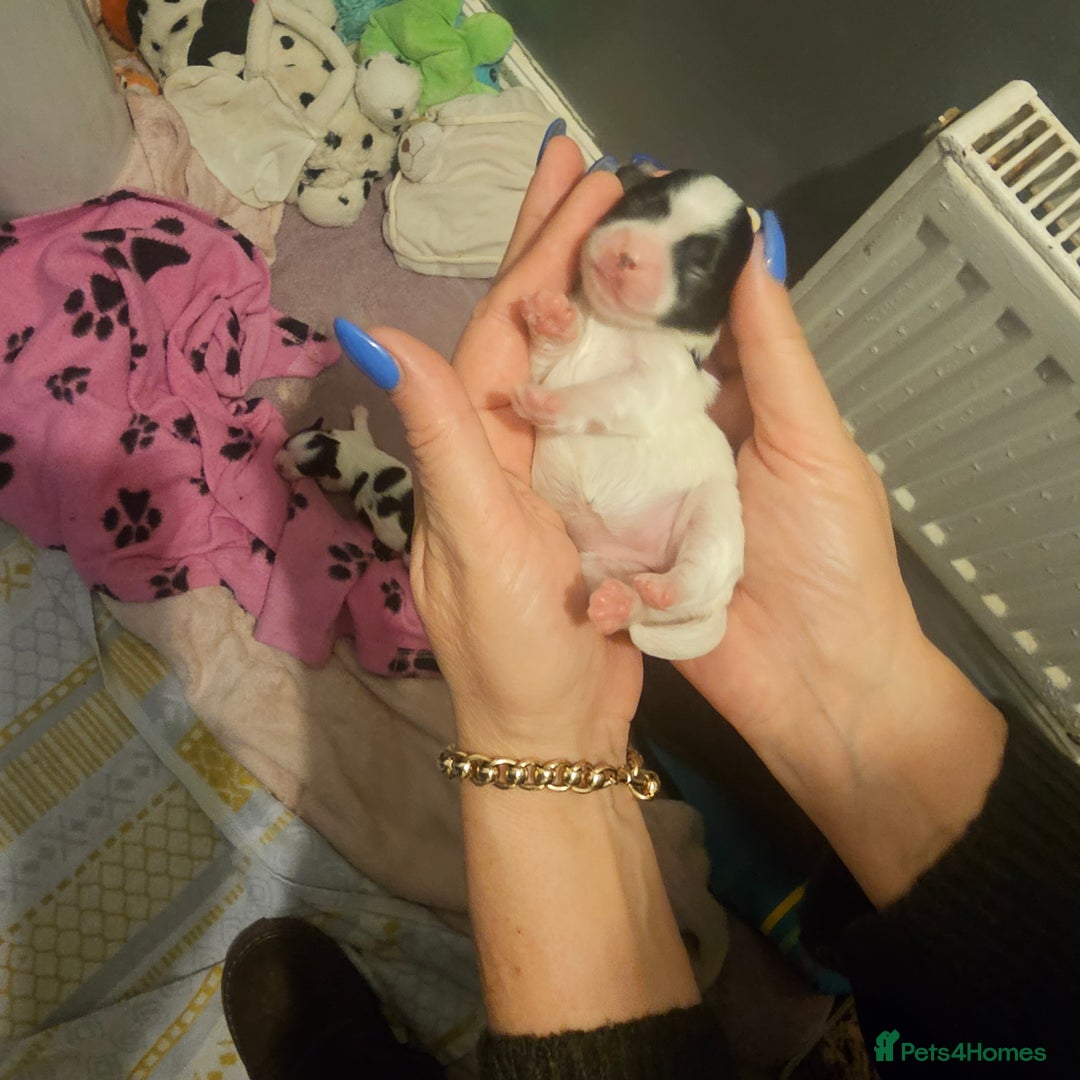Mi-Ki dogs for sale: Mi-ki beautiful puppies arrived  - Image 13