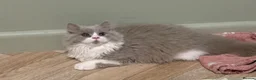British Shorthair cats for sale: GCCF BLH AND BSH LILAC BI BOYS - Advert 16