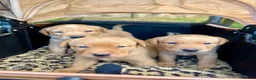Labrador Retriever dogs for sale: Adorable KC registered Labrador puppies  - Advert 17