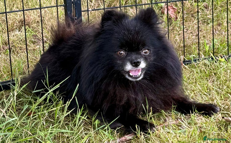 Pomeranian dogs - Advert 2