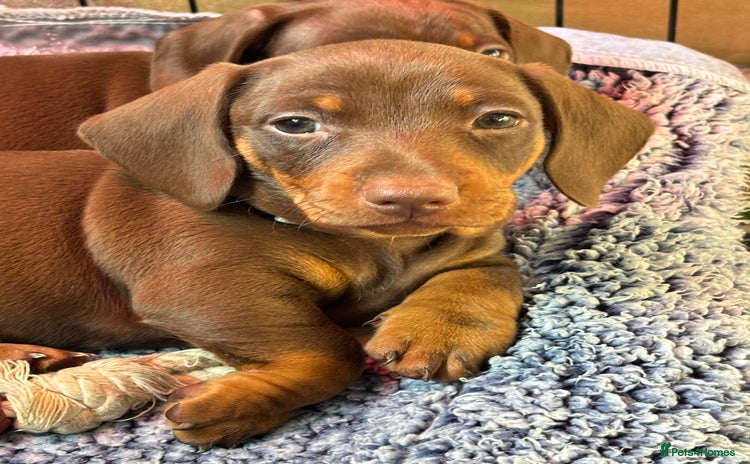 Miniature Dachshund dogs - Advert 16