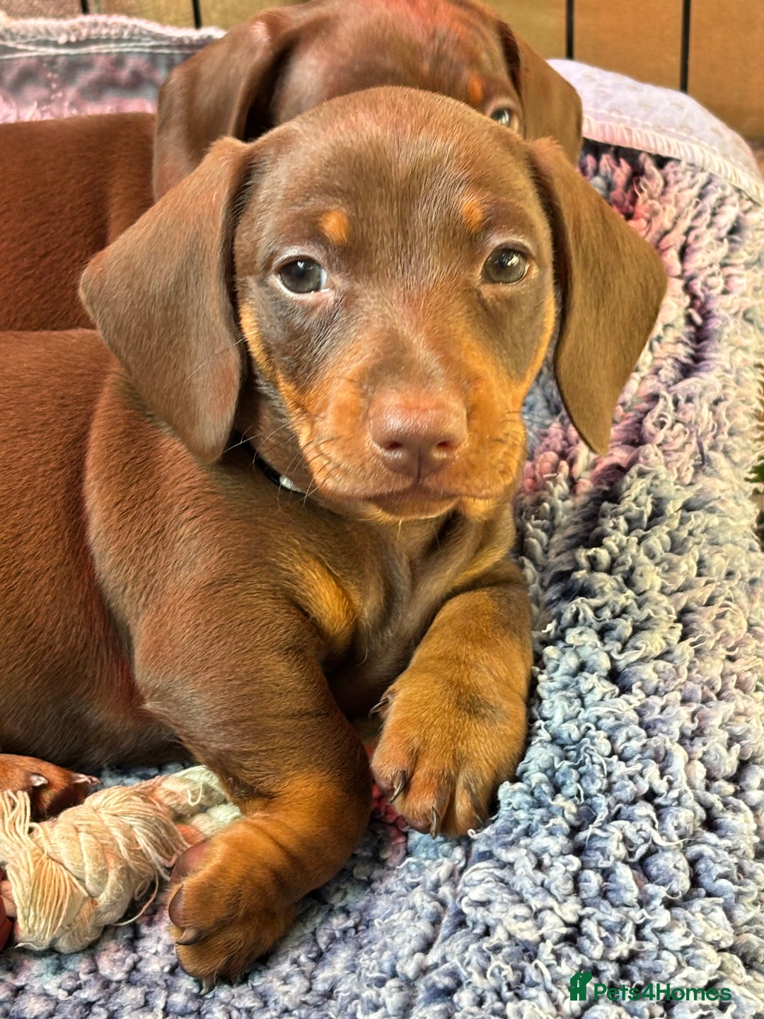 Miniature Dachshund dogs for sale: Stunning KC Reg chocolate/tan Dachshund puppies - Image 7