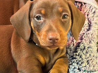 Miniature Dachshund dogs - Advert 27