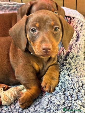 Miniature Dachshund dogs - Advert 5