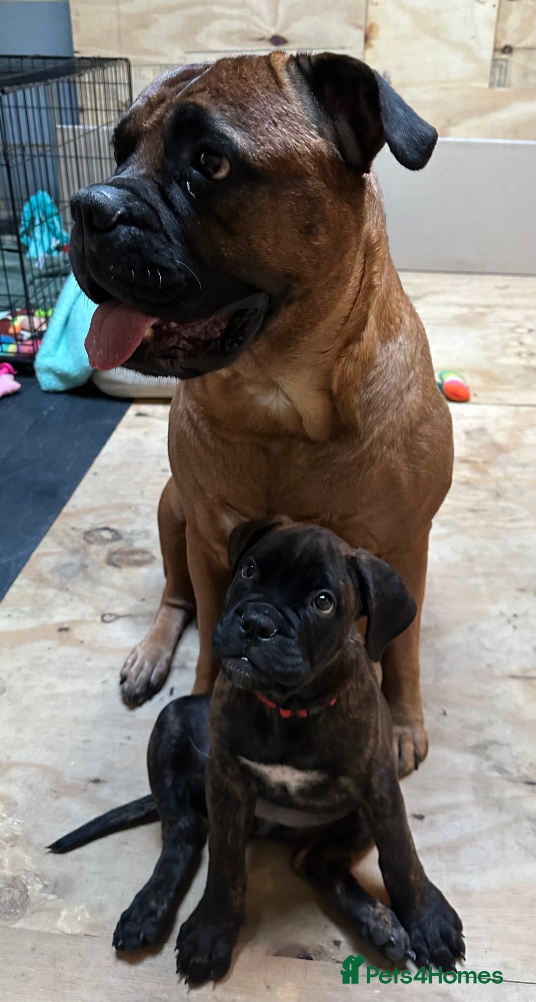Bullmastiff dogs for sale: 🐾 KC registered bullmastiff female puppy 🐾 - Image 18