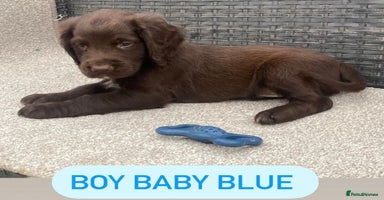 Sprocker dogs - Advert 16