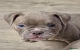 American Bully dogs for sale: Champagne, Chocolate, Merle Micro Pocket Bullys  in Wilmslow - Image 8