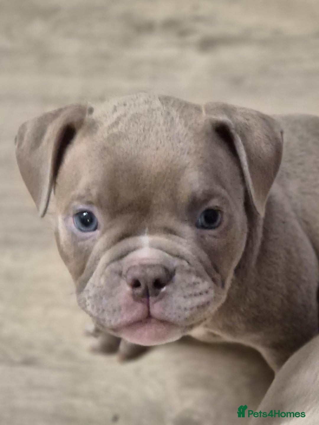 American Bully dogs for sale: Champagne, Chocolate, Merle Micro Pocket Bullys  in Wilmslow - Image 8