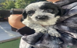 Mixed Breed dogs for sale: Cockapoo x Maltese (Maltipoo) - Image 24