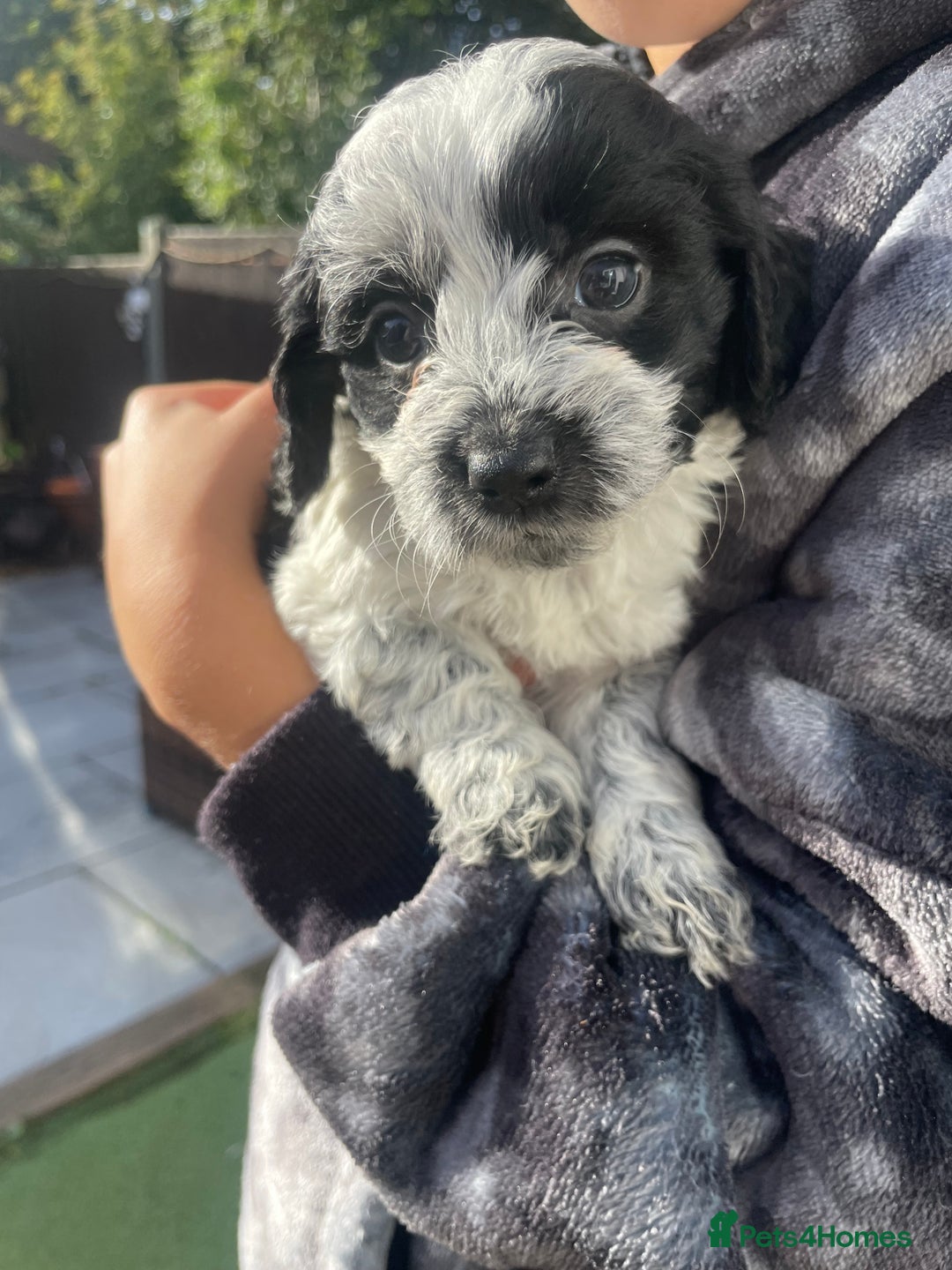 Mixed Breed dogs for sale: Cockapoo x Maltese (Maltipoo) - Image 24