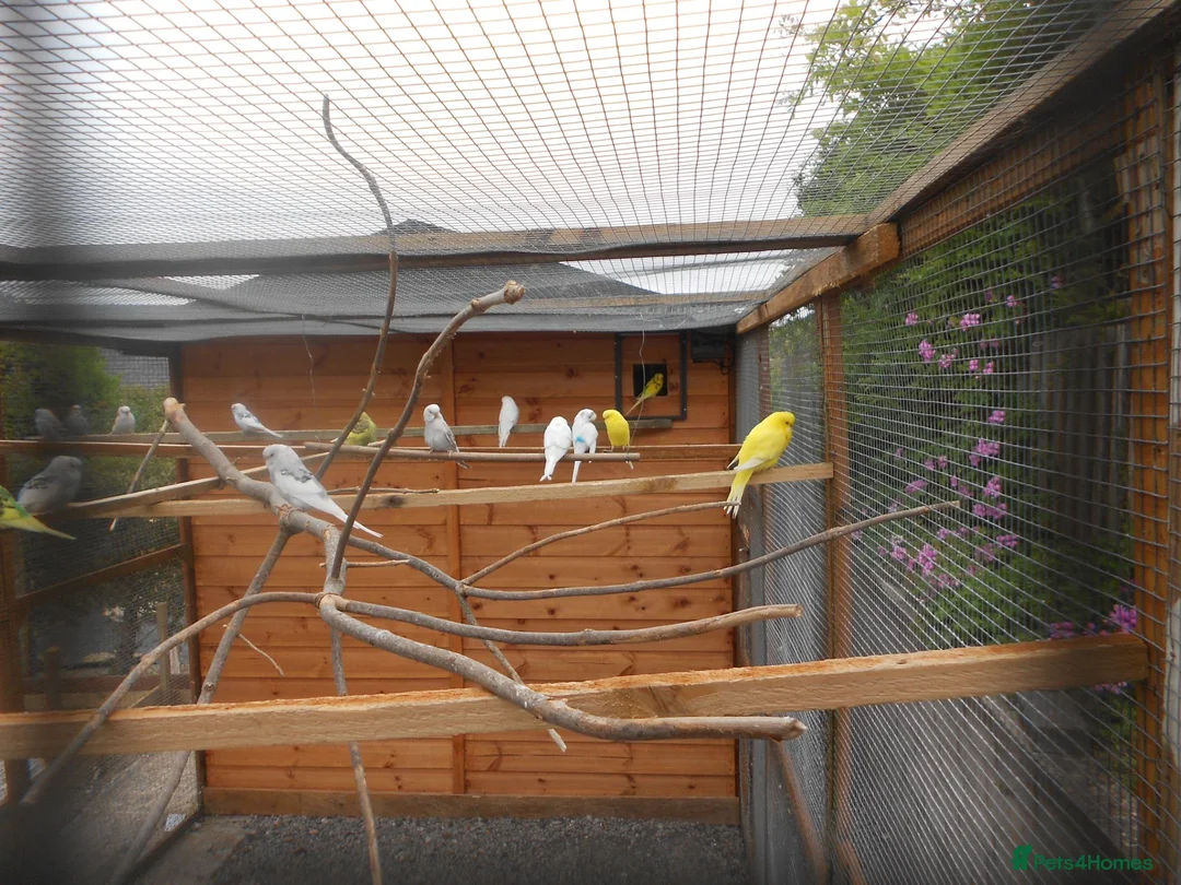 Budgerigars birds for sale: Baby Budgies in Amlwch - Advert 1