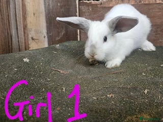 Mini Lop rabbits - Advert 2