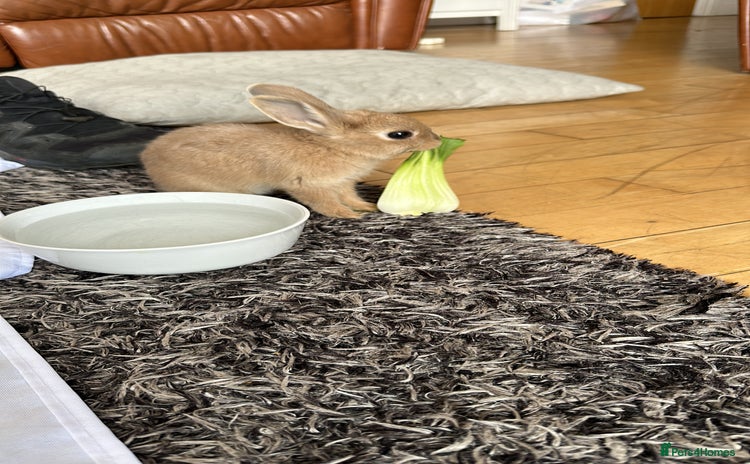 Mixed Breed rabbits - Advert 1
