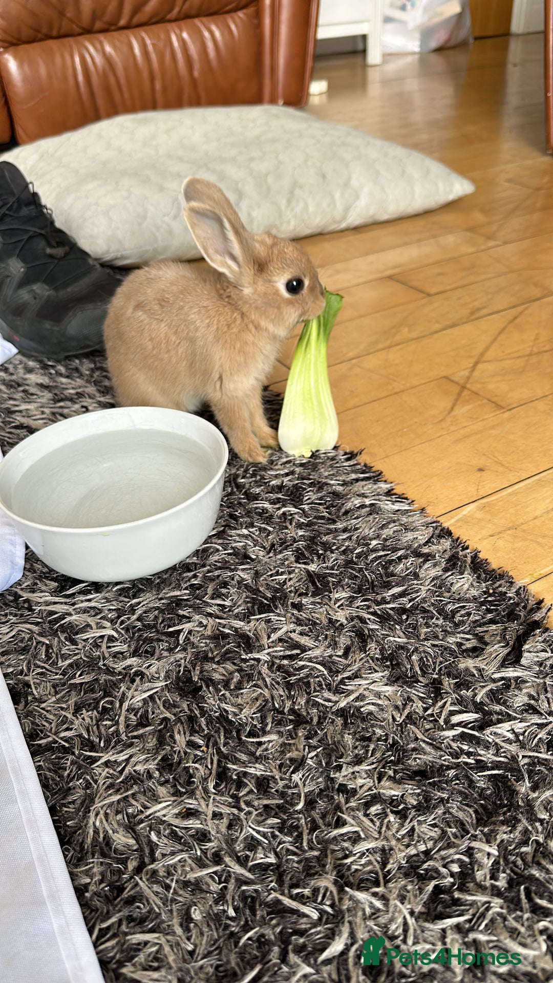 Mixed Breed rabbits for sale: Very friendly rabbit - Image 1