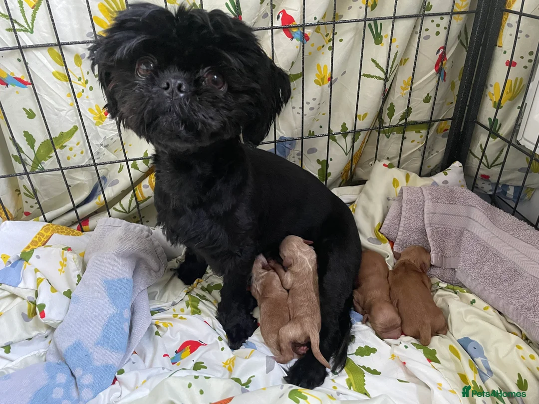 Shihpoo dogs for sale: Beauty’s pups - Advert 7