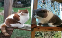 British Shorthair cats for sale:  GCCF CH lines. Beautiful boy(odd eyes) and girl. - Image 11