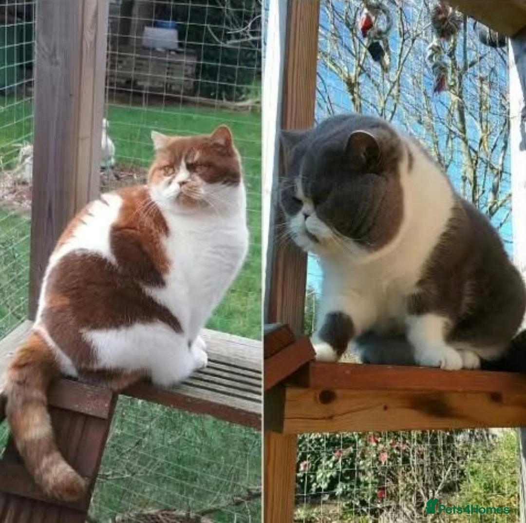 British Shorthair cats for sale:  GCCF CH lines. Beautiful boy(odd eyes) and girl. - Image 11