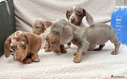 Miniature Dachshund dogs for sale: Fully vac RAINBOW MIX MINI DAXI KC REG PRA CLR - Image 2